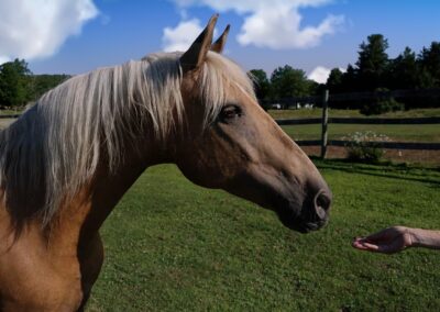 Equine therapy hand outstretched to touch palamino horse